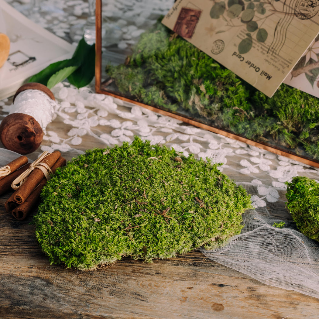 Preserved Short Moss, Leucobryum, Natural Green 20x50cm, for DIY